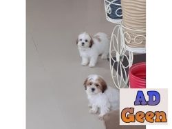 Shih tzu puppies available for sale details call or whatsapp 6390800001
